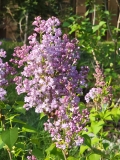 SMNSHBBL_Scentara_Double_Blue_20210413_MLD_MLD_3