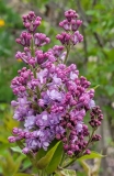 SMNSHBBL_Scentara_Double_Blue_20220419_MLD_MLD