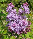 SMNSHBBL_Scentara_Double_Blue_20220423_MLD_MLD
