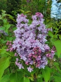 SMNSHBBL_Scentara_Double_Blue_20220424_MLD_MLD_1
