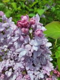 SMNSHBBL_Scentara_Double_Blue_20220424_MLD_MLD_2