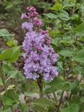 SMNSHBBL_Scentara_Double_Blue_20230414_MLD_MLD