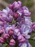 SMNSHBBL_Scentara_Double_Blue_20240405_MLD_MLD_1