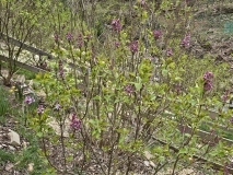 SMNSHBBL_Scentara_Double_Blue_20240405_MLD_MLD_2