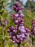SMNSHBBL_Scentara_Double_Blue_20240407_MLD_MLD