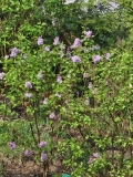 SMNSHBBL_Scentara_Double_Blue_20240411_MLD_MLD