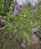 SMNSHBBL_Scentara_Double_Blue_20240412_MLD_MLD