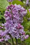 SMNSHBBL_Scentara_Double_Blue_20240412_MLD_MLD_2