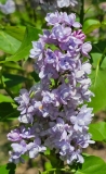 SMNSHBBL_Scentara_Double_Blue_20240414_MLD_MLD