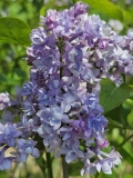 SMNSHBBL_Scentara_Double_Blue_20240414_MLD_MLD_2