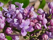 SMNSHBBL_Scentara_Double_Blue_20240414_MLD_MLD_4