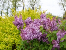 SMNSHSO_Scentara_Pura_202005_MI_TW_1