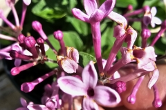 SMNSPTP (Bloomerang Purpink)
