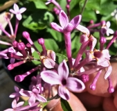 SMNSPTP_Bloomerang_Purpink_20230614_MLD_MLD_1