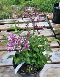 SMNSPTP_Bloomerang_Purpink_20230614_MLD_MLD_2