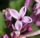 SMNSPTP_Bloomerang_Purpink_20230614_MLD_MLD_3