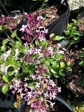 SMNSPTP_Bloomerang_Purpink_20230617_MLD_MLD