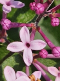 SMNSPTP_Bloomerang_Purpink_20230617_MLD_MLD_2