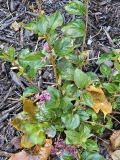 SMNSPTP_Bloomerang_Purpink_20231024_MLD_MLD