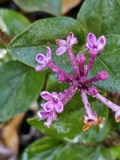 SMNSPTP_Bloomerang_Purpink_20231024_MLD_MLD_2