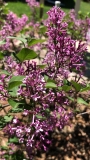 SMNSYPRZ1_Rhythm__Bloom_2021_MP_KA