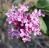 SMNSYPRZ1_Rhythm__Bloom_JCR_1