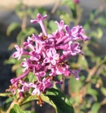 SMNSYPRZ1_Rhythm__Bloom_JCR_2