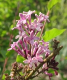 SMNSYPRZ1_Rhythm__Bloom_JCR_3
