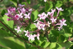 SMNSYPRZ1_Rhythm__Bloom_JCR_4