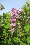 SMNSYPRZ1_Rhythm__Bloom_JCR_5