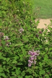 SMNSYPRZ1_Rhythm__Bloom_JCR_6