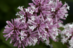 SMSDML3 (Purple Be Dazzled)