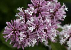 SMSDML3_Purple_Be_Dazzled_Michigan_TW