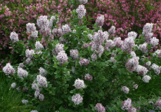 SMSDML3_Purple_Be_Dazzled_Michigan_TW_2