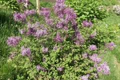 SMSJBP7 (Bloomerang Dark Purple)