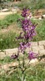 SMSJBP7_Bloomerang®_Dark_Purple_20170504_MLD_MLD_3