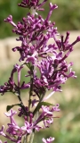 SMSJBP7_Bloomerang®_Dark_Purple_20170504_MLD_MLD_4