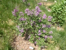 SMSJBP7_Bloomerang®_Dark_Purple_20170504_MLD_MLD_5