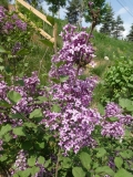 SMSJBP7_Bloomerang®_Dark_Purple_20170504_MLD_MLD_6