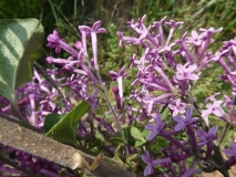 SMSJBP7_Bloomerang®_Dark_Purple_20170504_MLD_MLD_7