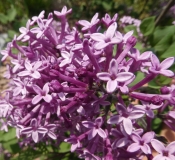 SMSJBP7_Bloomerang®_Dark_Purple_20170504_MLD_MLD_8