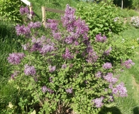 SMSJBP7_Bloomerang_Dark_Purple_20190508_OH_USA_MLD_1