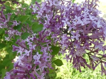 SMSJBP7_Bloomerang_Dark_Purple_20190508_OH_USA_MLD_2