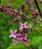 SMSJBP7_Bloomerang_Dark_Purple_20200517_MLD_MLD