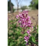 SMSJBP7_Bloomerang_Dark_Purple_JCR_