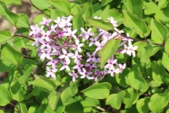 SMSXPM (Scent and Sensibility)