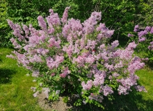 SMSXPM_Scent__Sensibility_20230526_Hueg_MLD