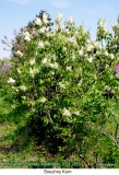 Snezhny_Kom_2019_AK_SB_3