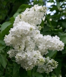 Snezhnyi_Kom_2008_TP_1