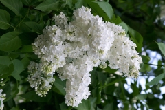 Snezhnyi_Kom__2005_TP__ISA_1